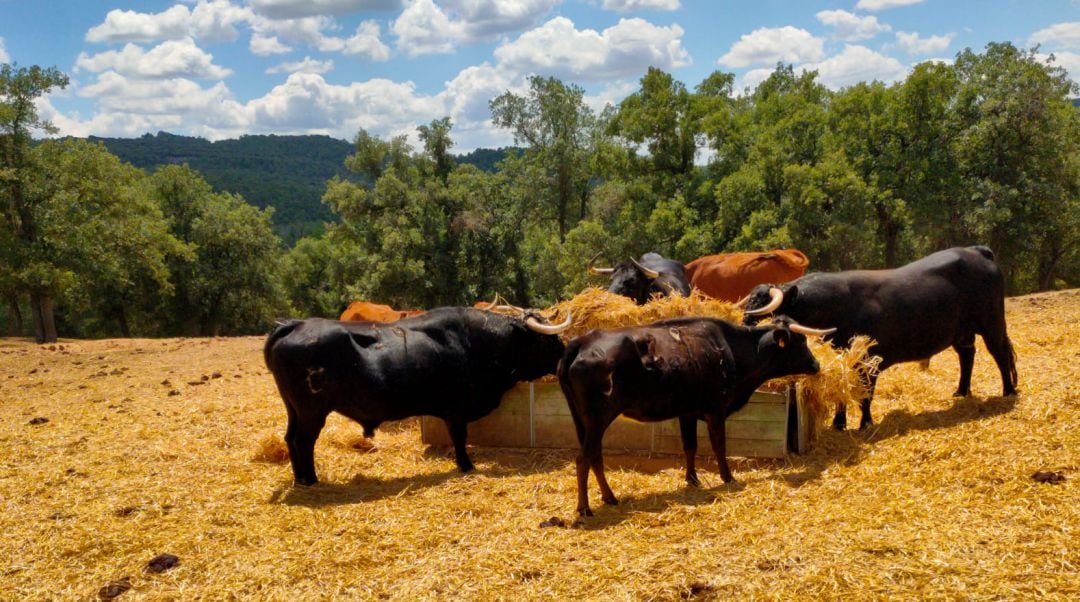 Toros bravos en la ganadería de Pedro Miota, en la Dehesa Boyal de Mariana (Cuenca).