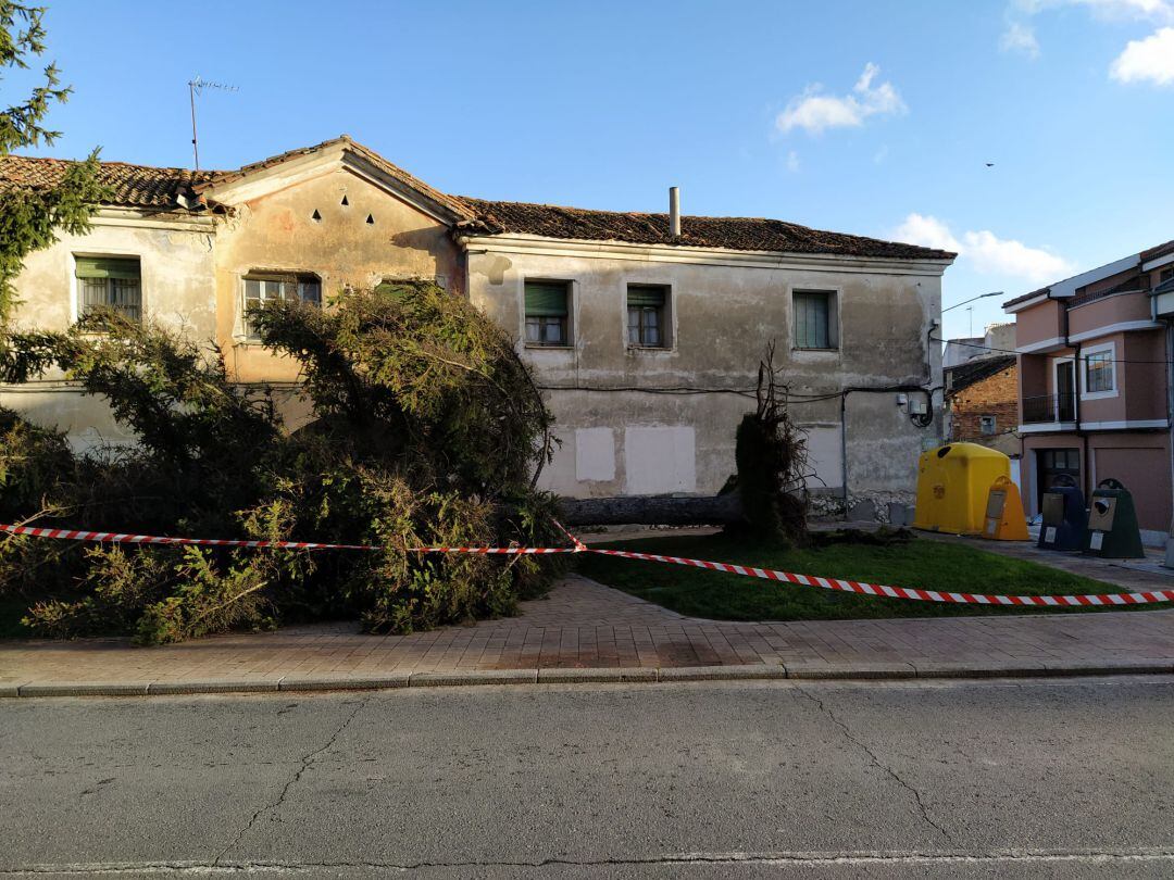 Árbol caído por el viento ante las Casas de los Maestros en Cuéllar