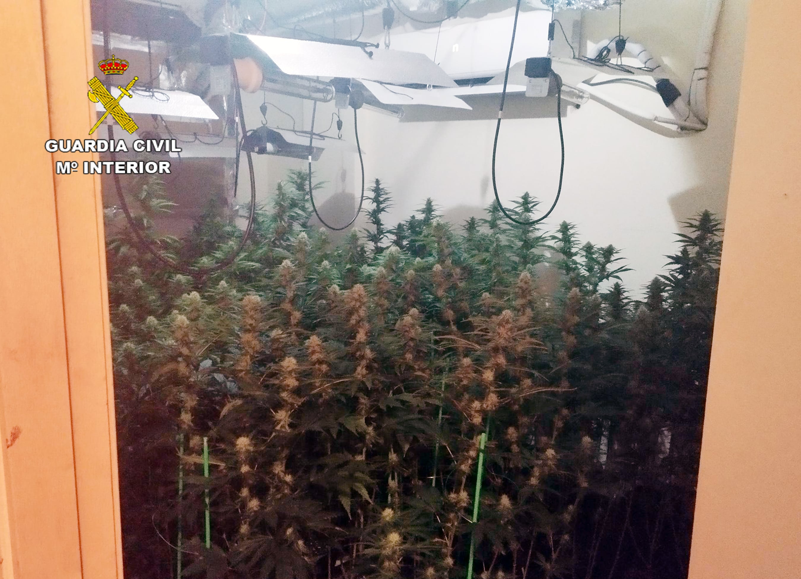 Desmantelan una plantación de casi 400 plantas de marihuana en un piso de Santomera