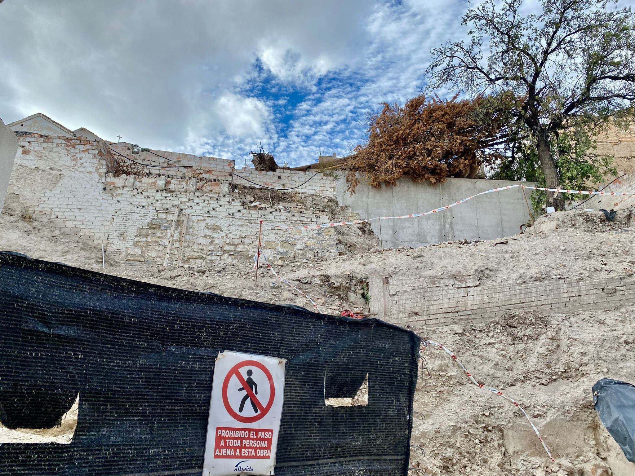 Ciprés caído por el viento en las obras de la calle Elvín de Jaén capital.