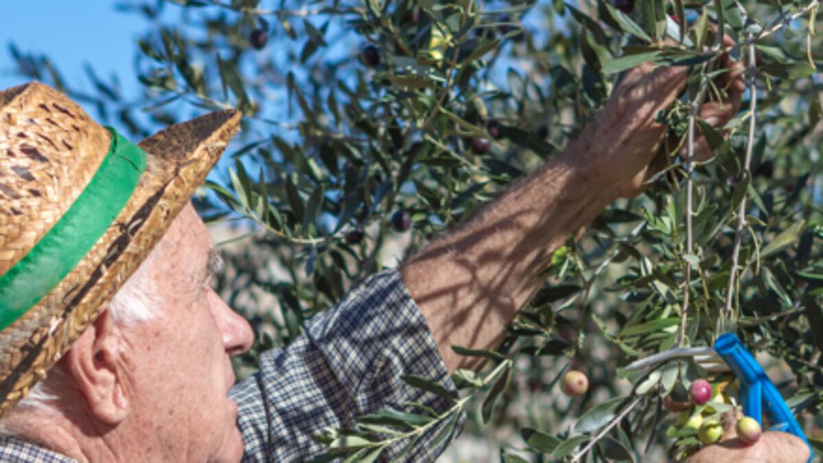 Sabores de Madrid (08-08-2025): el secreto del sabor genuino de las aceitunas de Campo Real.