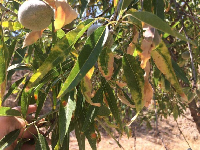 Almendro afectado por la Xylella.