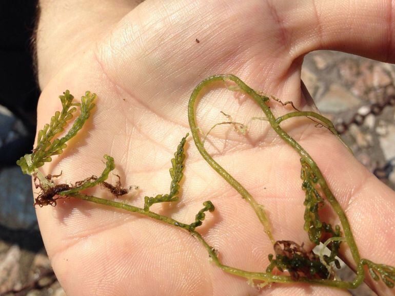 Agents Rurals del Grup de Suport Marí van detectar l'alga invasora durant la jornada de neteja del fons de la Reserva Marina Ses Negres