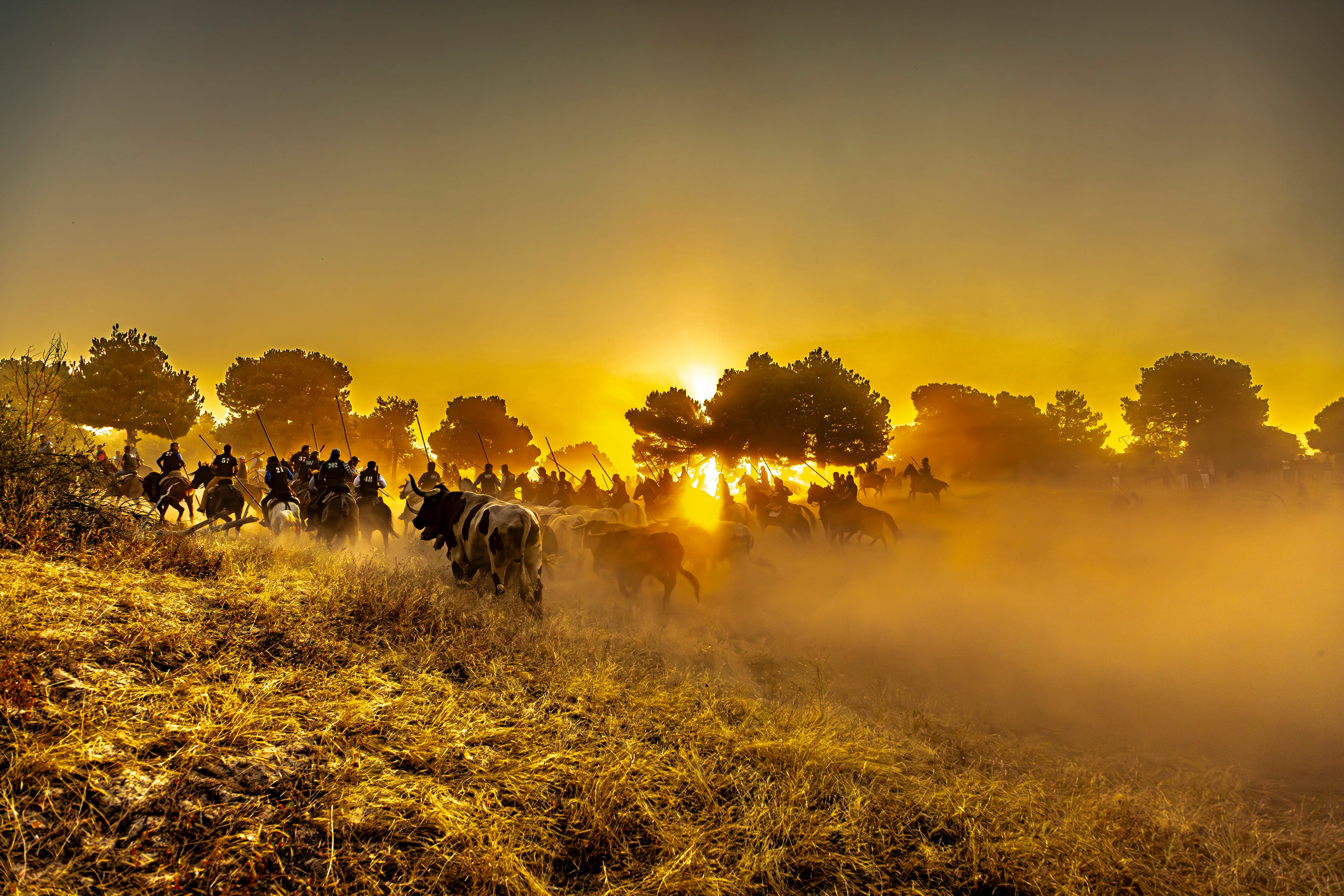 Primer premio del concurso fotográfico fiestas de Cuéllar 2024 realizada por Jose Luis Cano.jpg