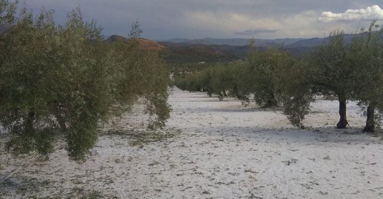 Los campos de Alcaudete quedaron blancos, como si de nieve se tratase