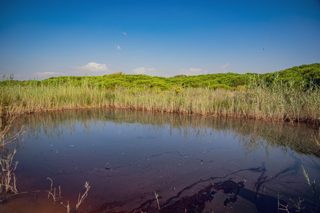 Una bassa del delta del Llobregat