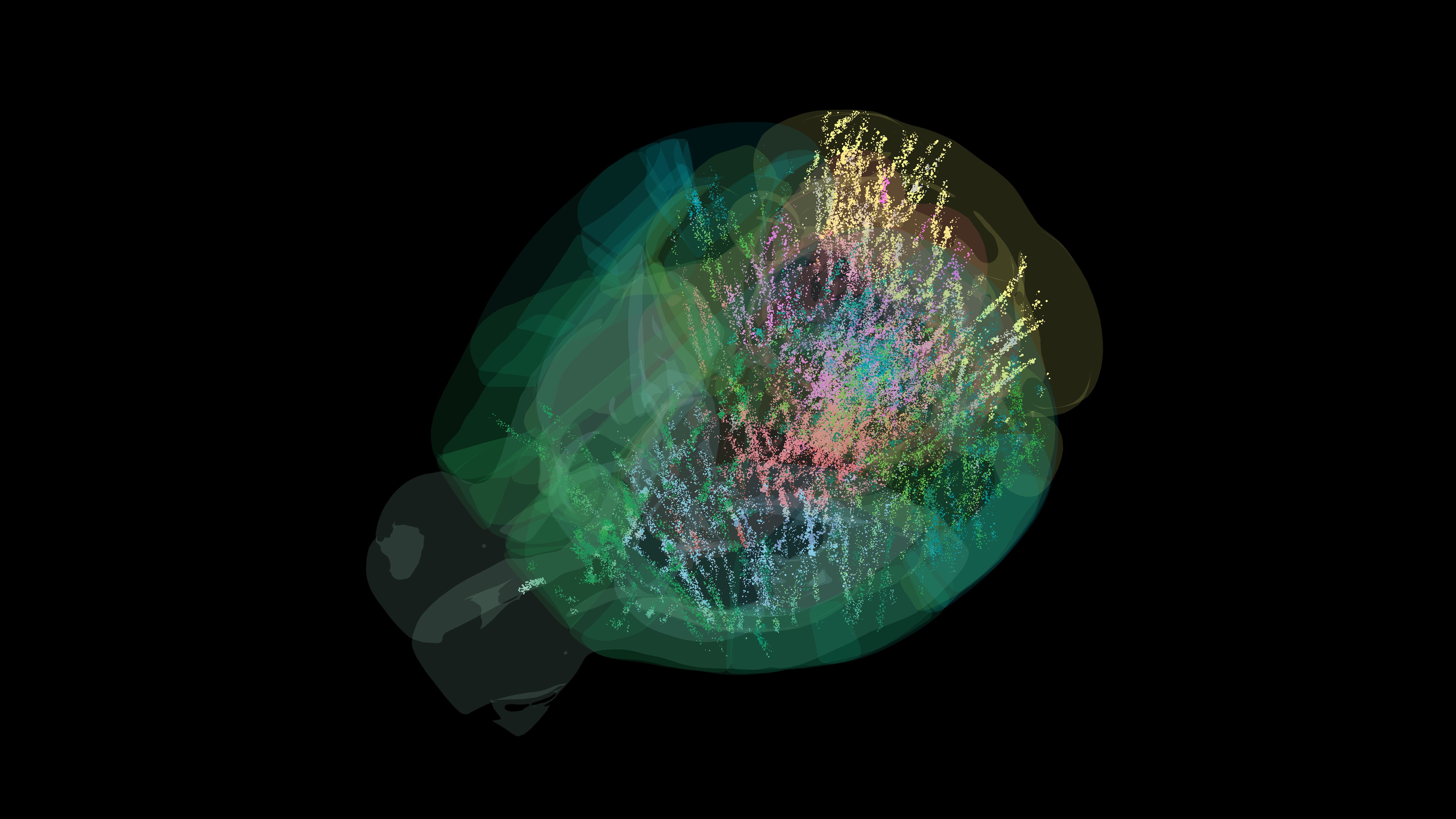 Visualización de 75.000 neuronas (puntos de colores) activas en todo el cerebro de un ratón adulto en diferentes etapas de una tarea de toma de decisiones.