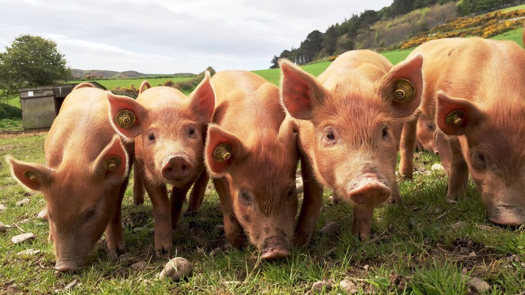 El cierre de la hostelería ha provocado un descenso en las ventas de productos como el cochinillo