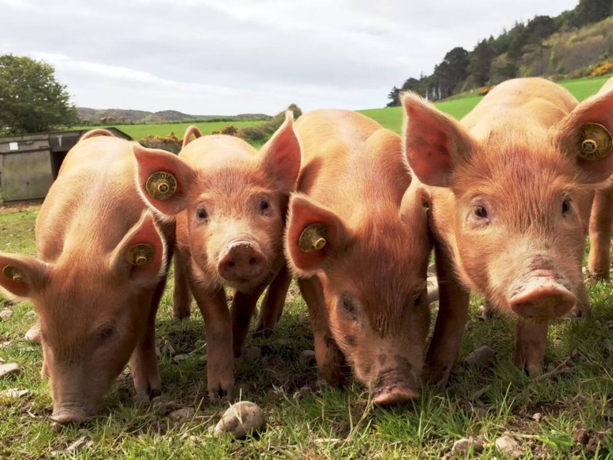 Las ventas de cochinillo, lechazo o cabrito, seriamente afectadas por el cierre de la hostelería