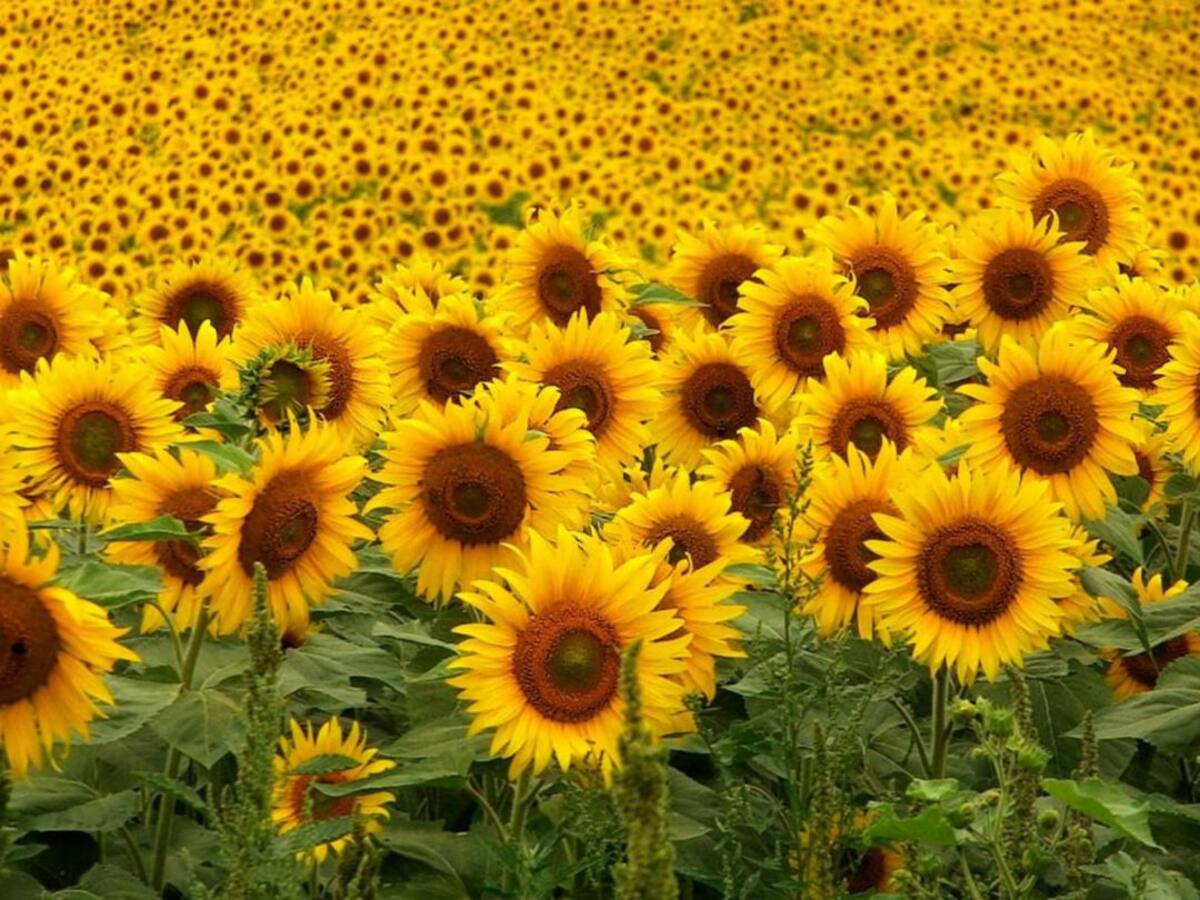 Cuenca espera una buena cosecha de girasol tras las lluvias primaverales