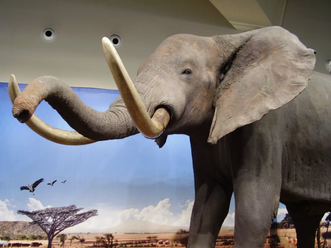 Un elefante naturalizado mediante taxidermia, en el Museo de la Ciencia de Valladolid