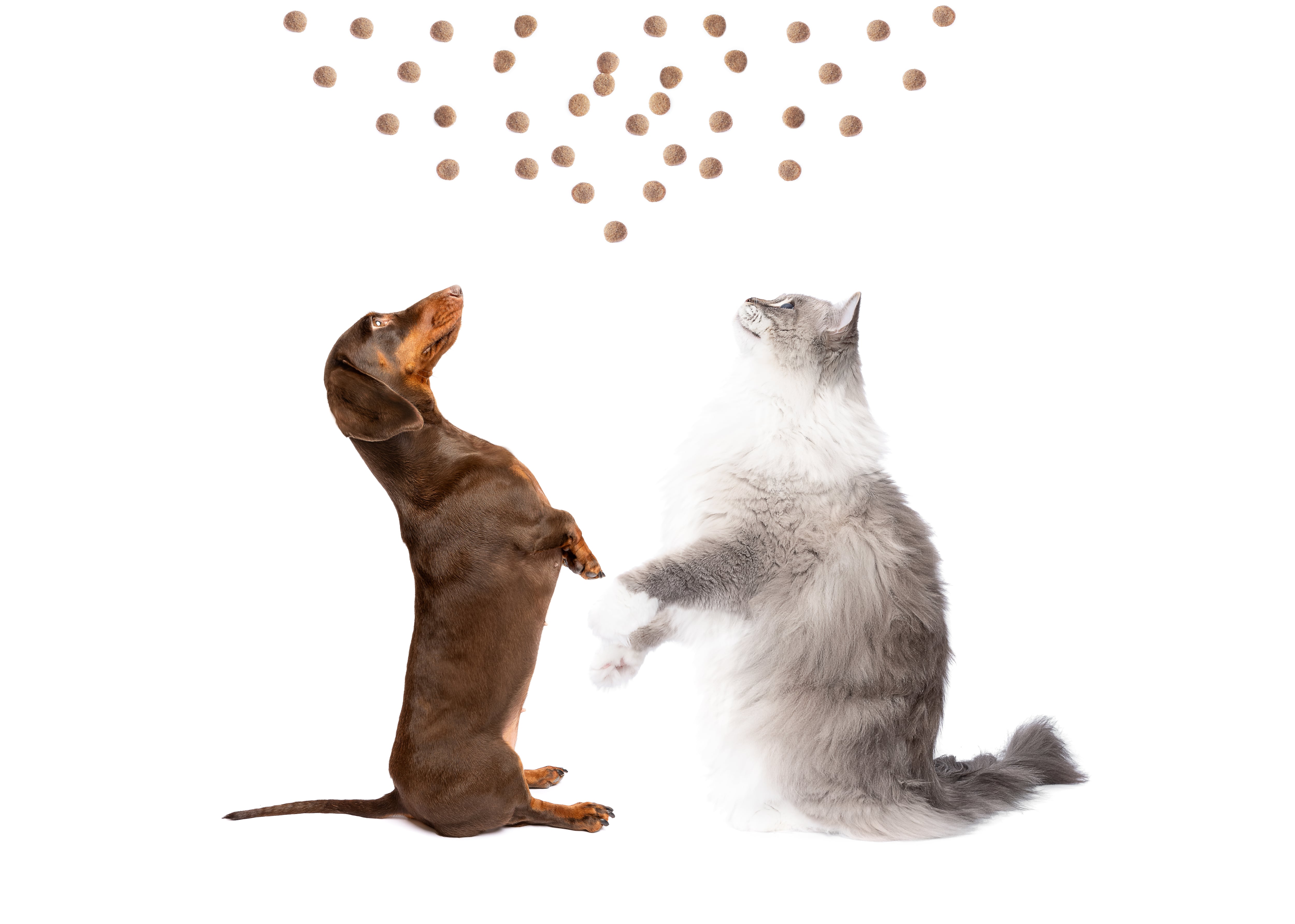 Perro y gato contemplando comida