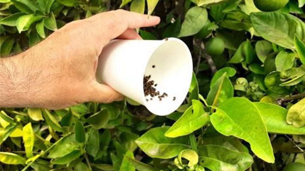 Suelta de insectos depredadores para acabar con las plagas en los campos de Oliva