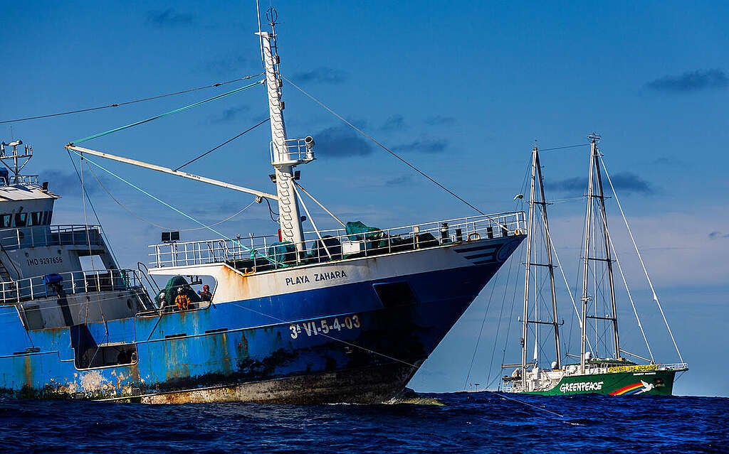 El barco Rainbow Warrior de Greenpeace se acerca a un palangrero de Vigo para denunciar la pesca industrial en el Pacífico Sur.