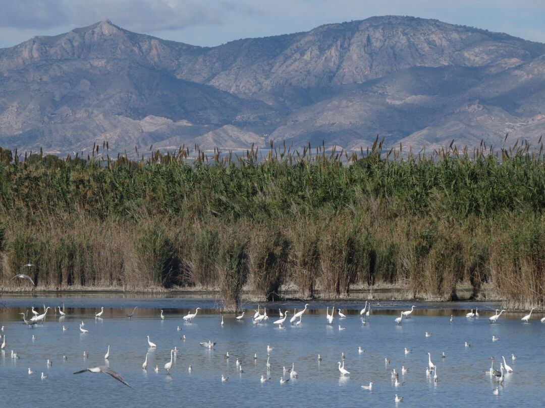 Humedales del Sur de Alicante