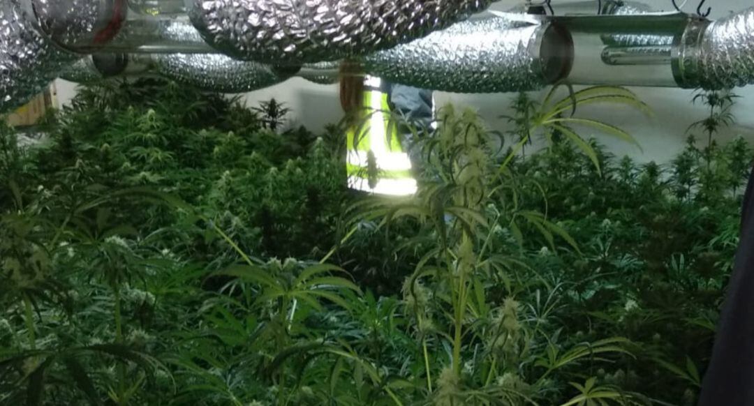 Los agentes encontraron en una vivienda deshabitada del centro de Vila-real más de 450 plantas de marihuana