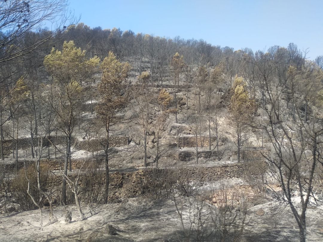 El incendio en Azuébar ha quemado bosques de pinos y cultivos