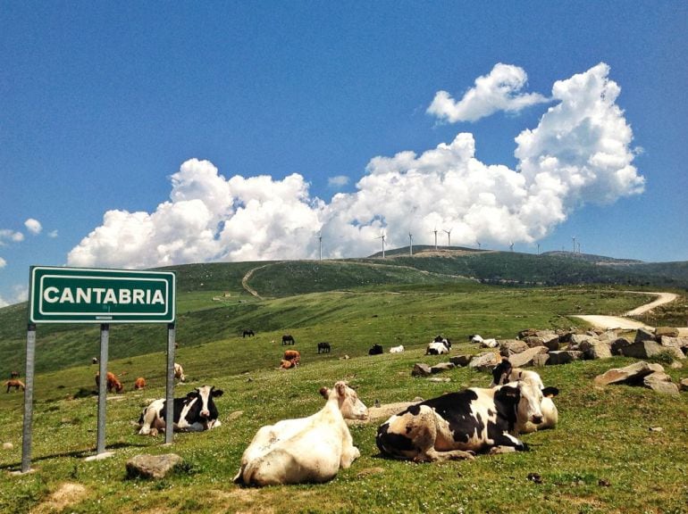 Ganado en los montes cántabros. 