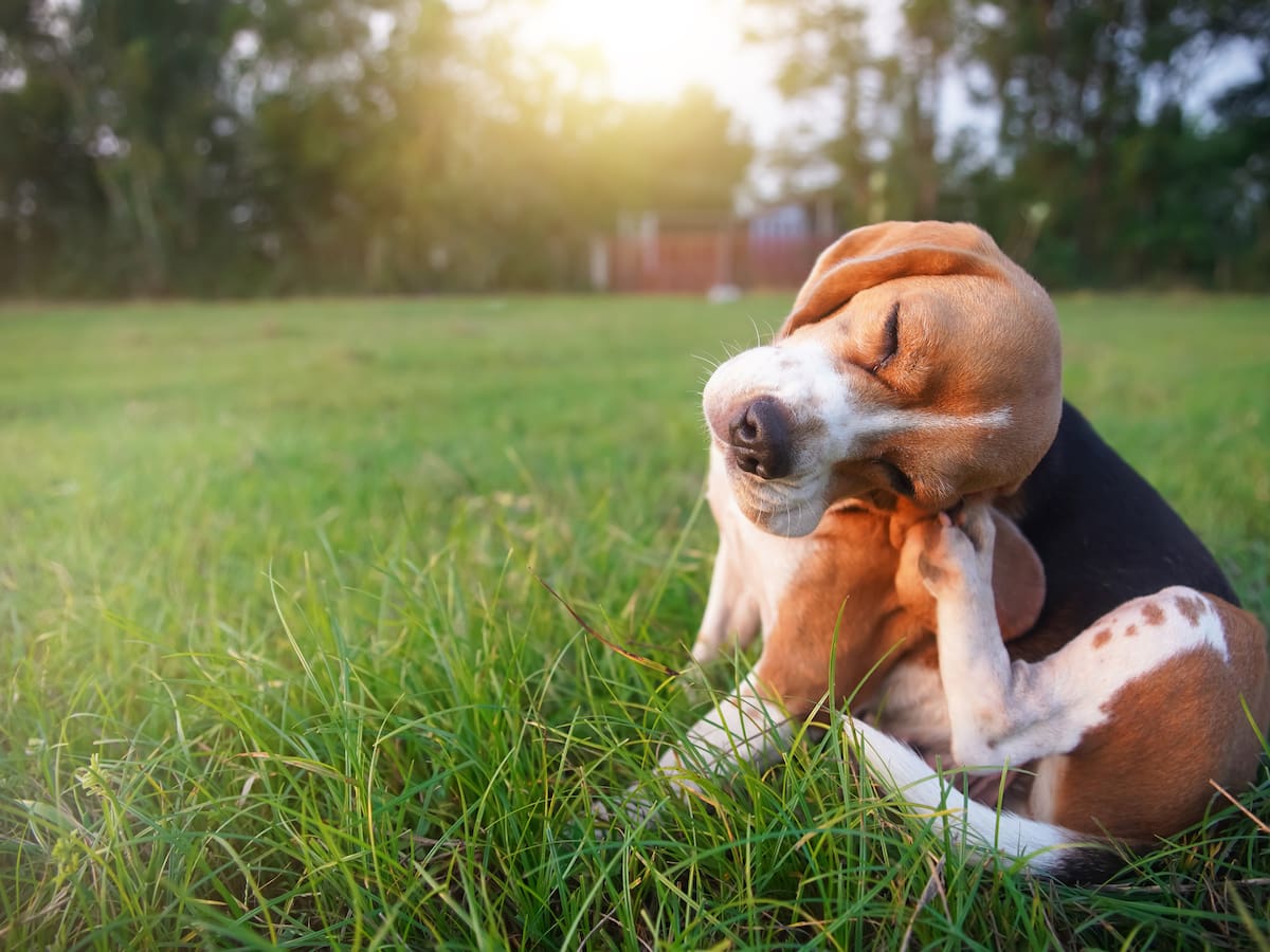 Consejos para la desparasitación de nuestras mascotas con QAnimals