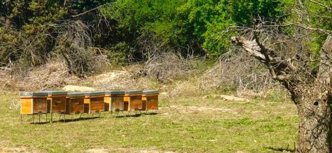 Los colmeneros se han instalado en el Parque Agrario de Fuenlabrada en un lugar seguro y controlado.