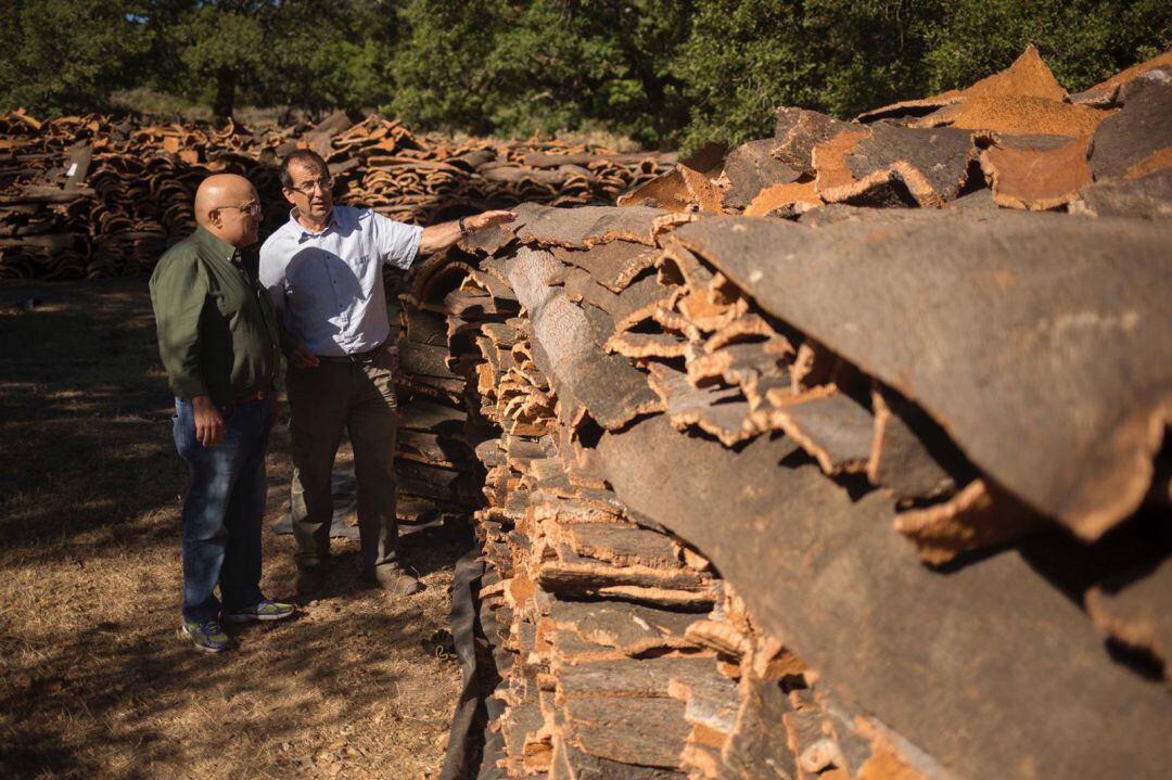 El edil Jesús Vázquez ha visitado este miércoles la zona de extracción de este 2019