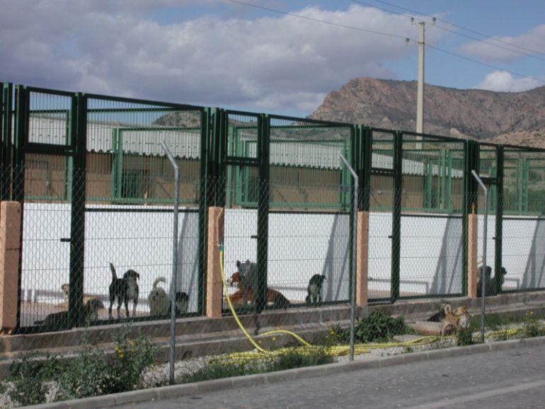 Jaulas de animales del albergue 