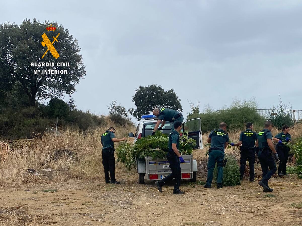 Detenida en Monzón por el cultivo de 110 plantas de marihuana