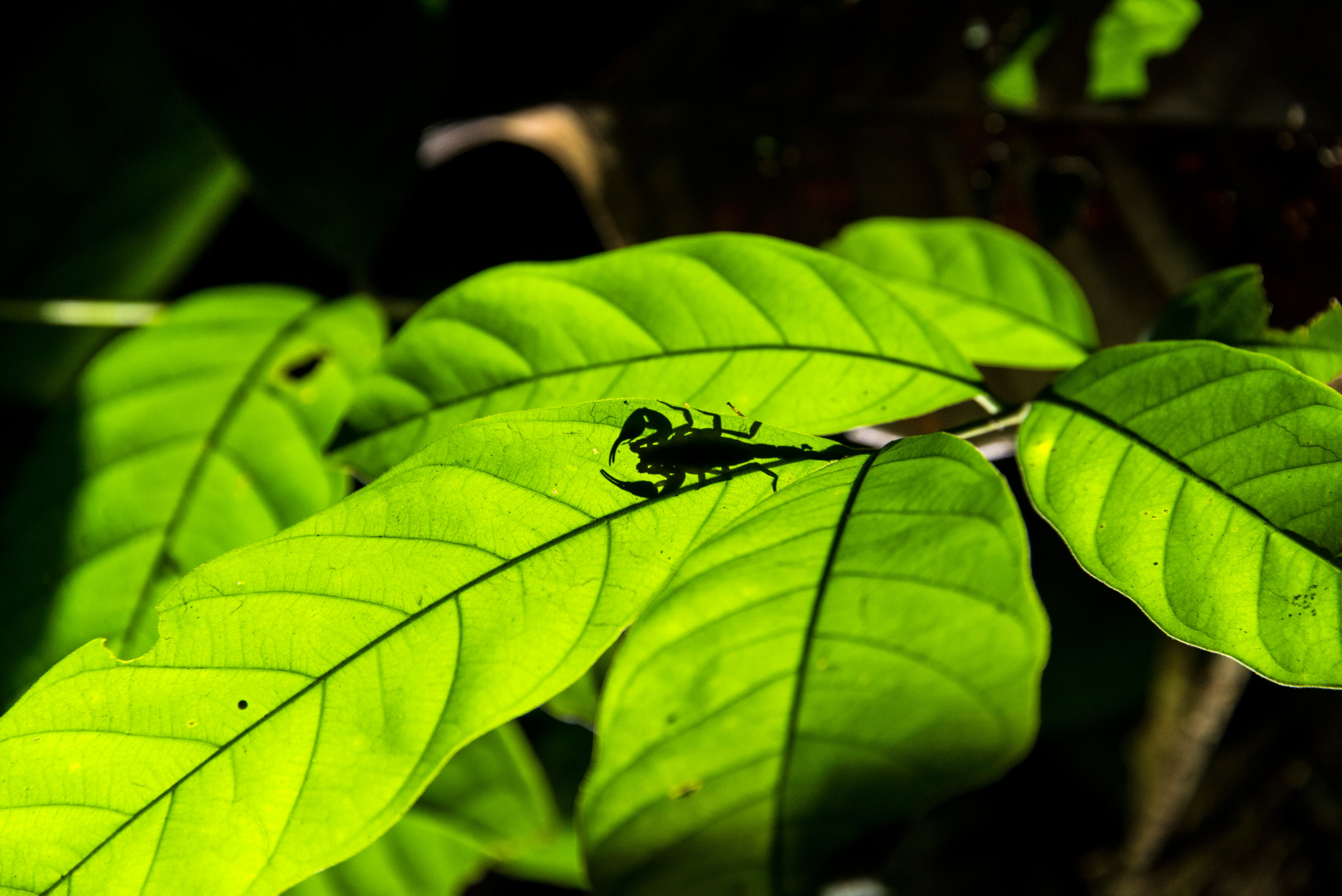 Escorpión en una planta