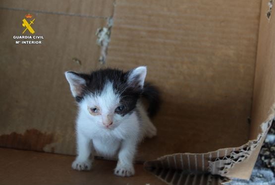 Gatos abandonados en Renedo de Esgueva