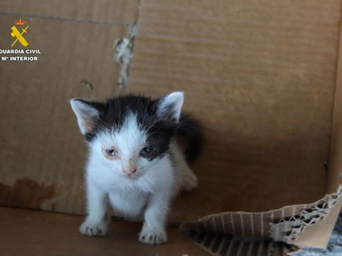Solos y en una caja de cartón: abandonan a casi una decena de gatitos en plena calle