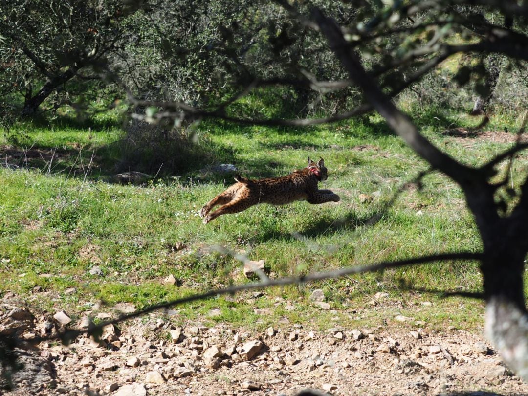 Lince Ibérico tras ser liberado