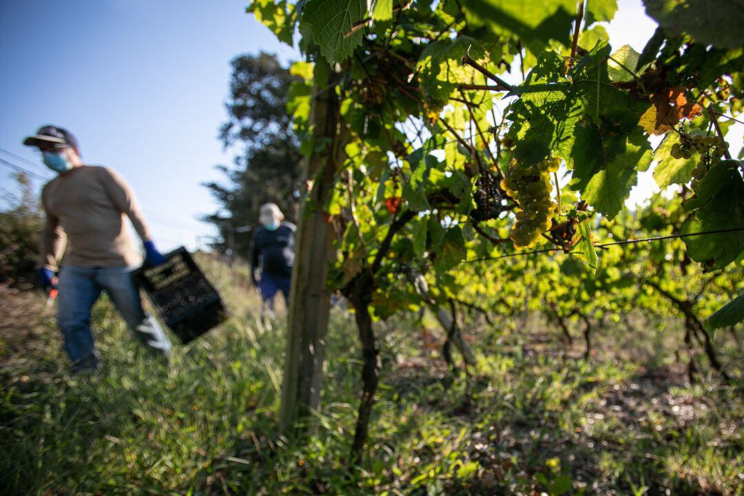 Trabajadores de una bodega recogen uvas durante la vendimia