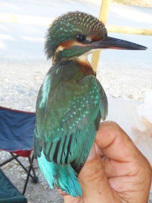 Martín Pescador, capturado en el Río Algar