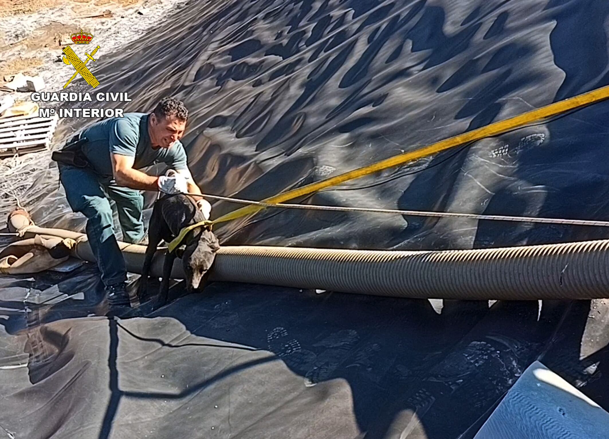 Agentes del SEPRONA rescatan a dos perros que habían caido a una balsa de riego vacía en Librilla