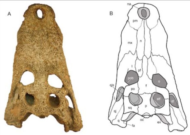 El Agaresuchus es el segundo cocodrilo presentado del yacimiento de Lo Hueco (Cuenca).