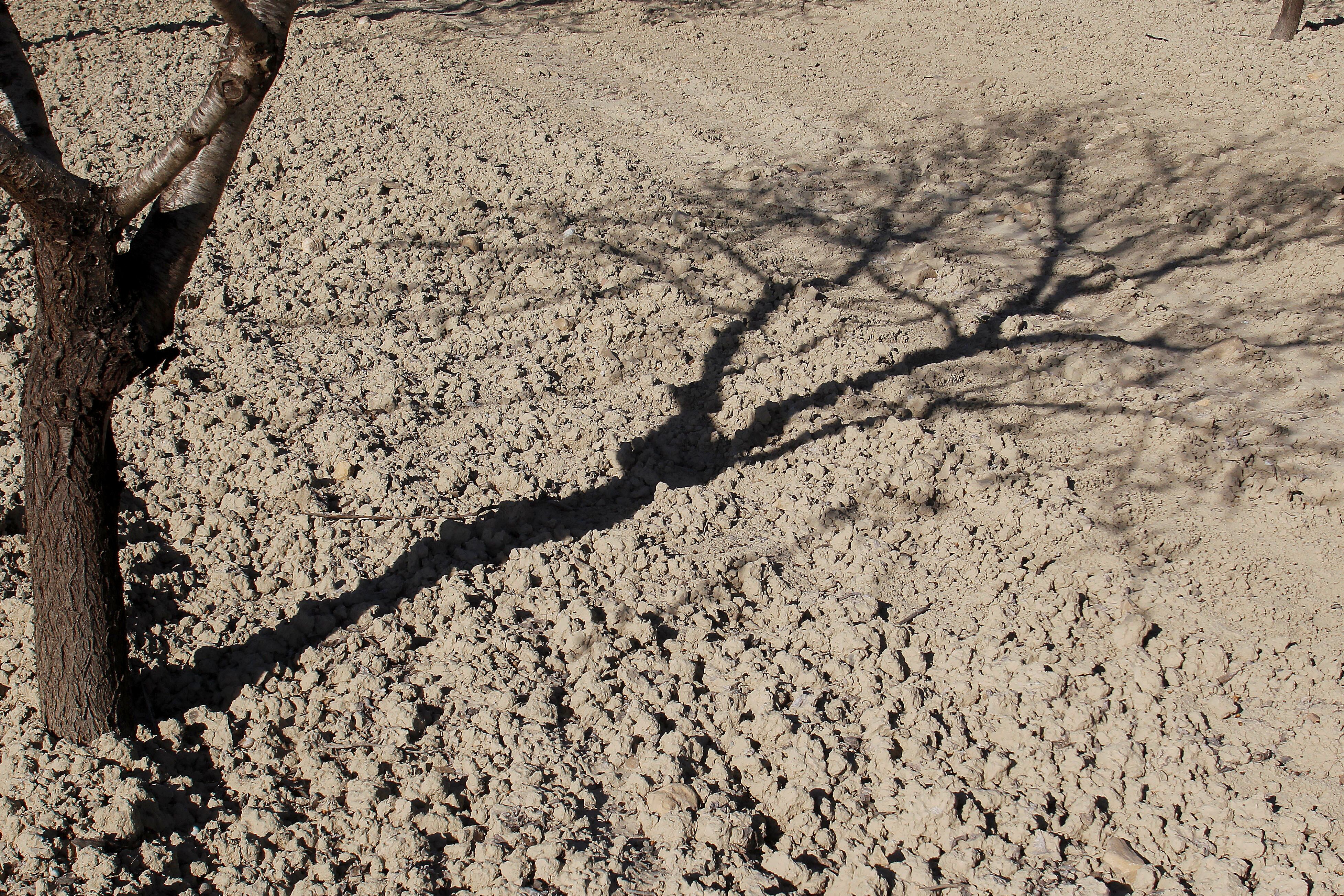 Detalle de la sombra de un almendro sobre el suelo reseco de un campo