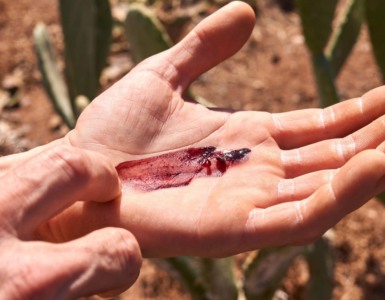 Cochinilla de Canarias. Gobierno de Canarias