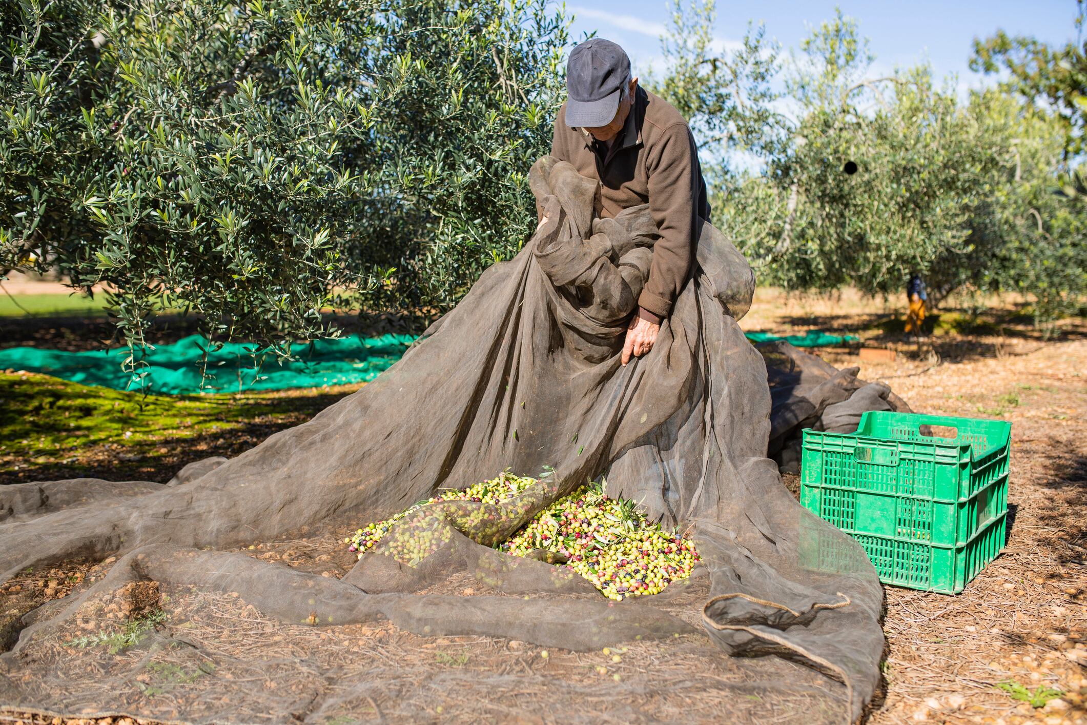 Un hombre recogiendo aceituna en un olivar