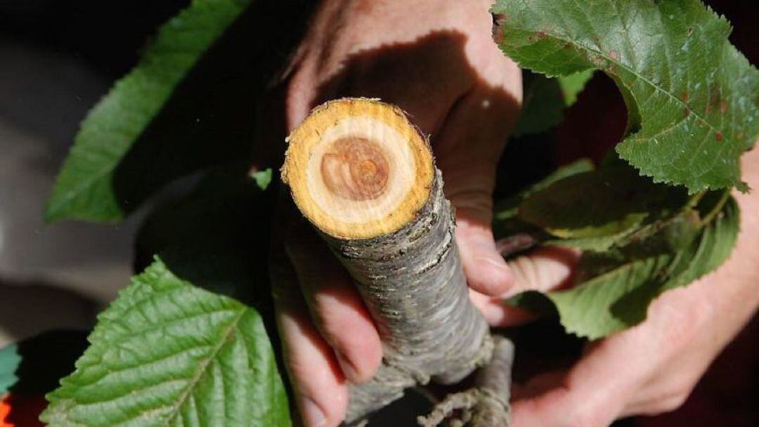 Imagen de un árbol afectado