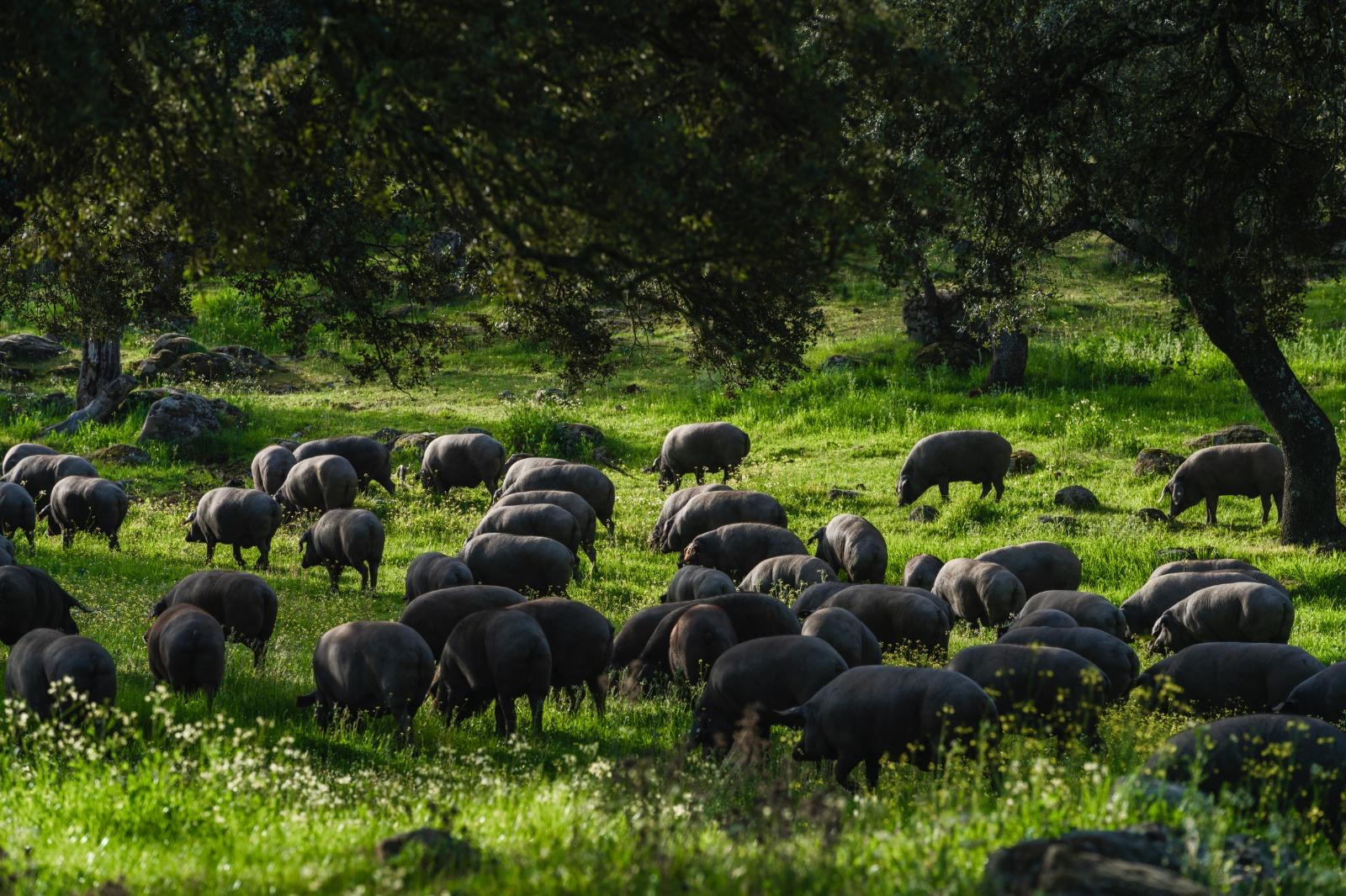 Dentro de poco tiempo comienza la montanera en el Valle de los Pedroches (Jamones La Encina)
