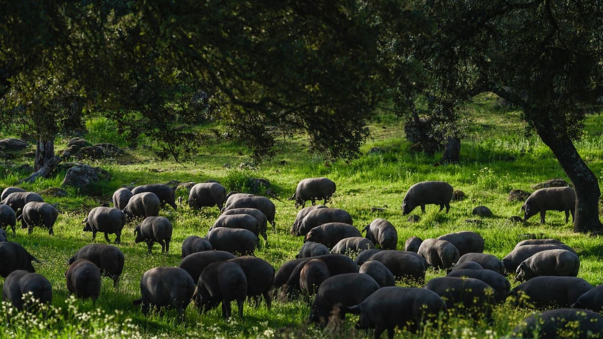 Córdoba, donde la gastronomía y la naturaleza se dan la mano