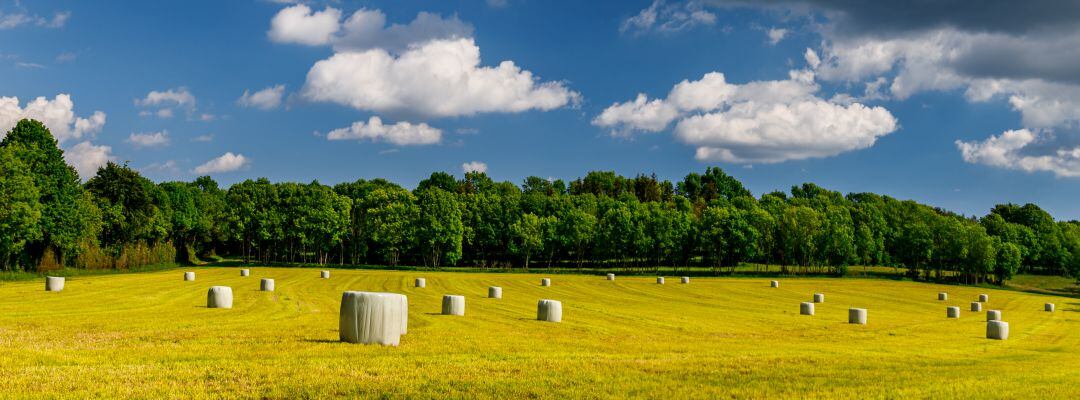 Los &#039;rollos&#039; de paja en los campos de cultivo que después van a dar de comer al ganado