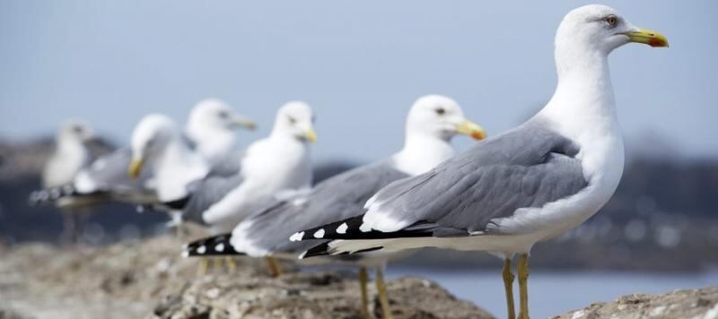 Gaviotas