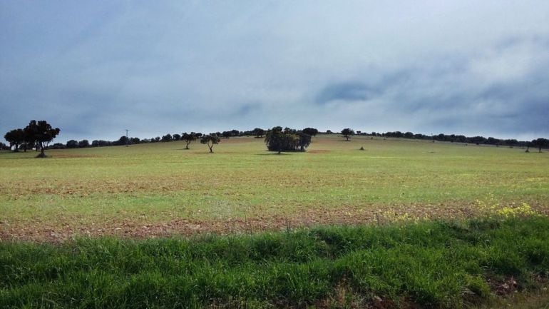 Campo entre Torrenueva y Torre de Juan Abad (Ciudad Real) donde Quantum investiga tierras raras.