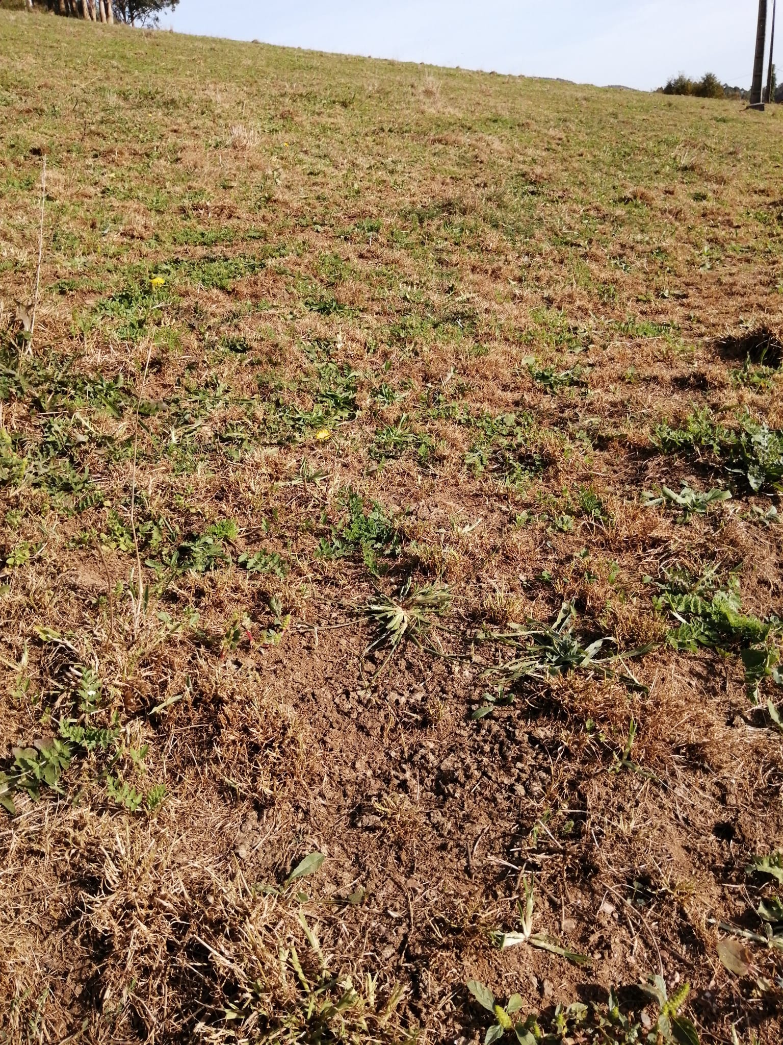 Pradera en el lugar de Carreirachá, en Trabada, devorada por la plaga de gusanos