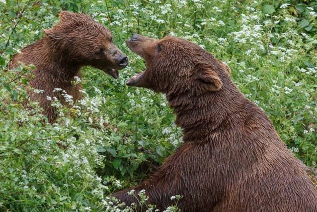 El oso pardo es uno de los atractivos del parque.