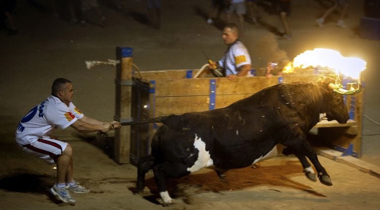 Imagen del toro embolao, festejo que se realiza en Amposta, Tarragona.