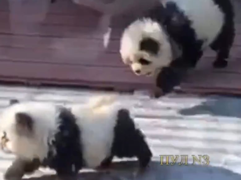 Un zoo tiñe de blanco y negro a dos perros y los hace pasar por osos panda.