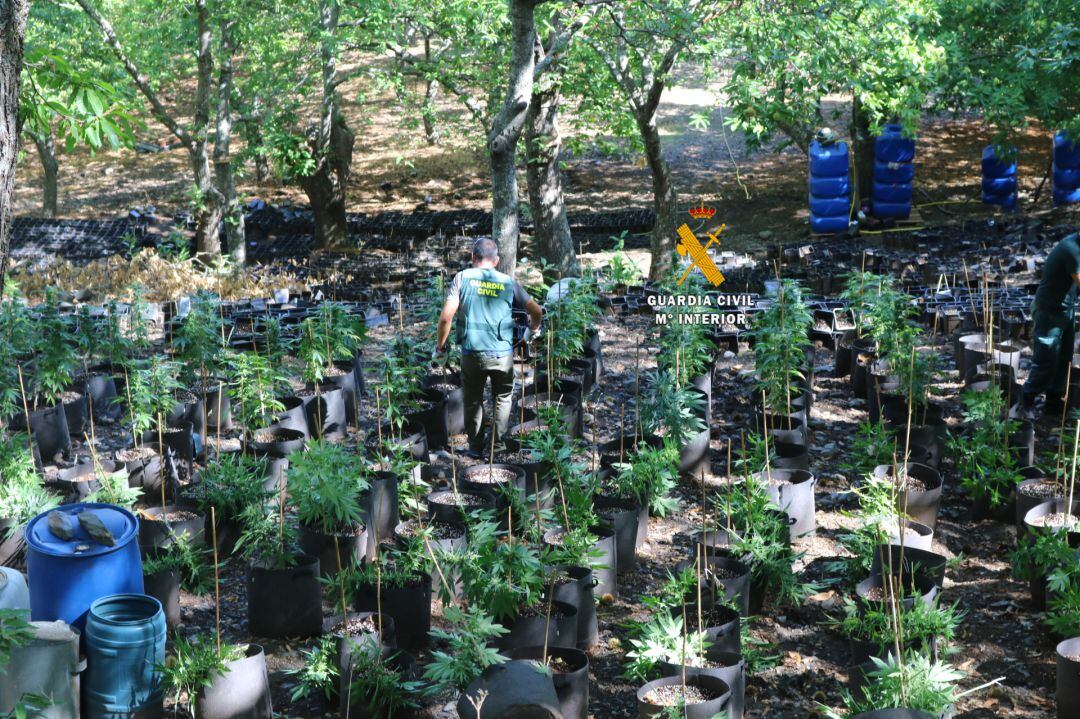 El cultivo se encontraba en una finca ubicada en una zona escarpada y de difícil acceso