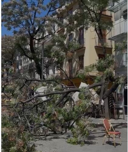 Imagen del árbol caído en la plaza del Mercado